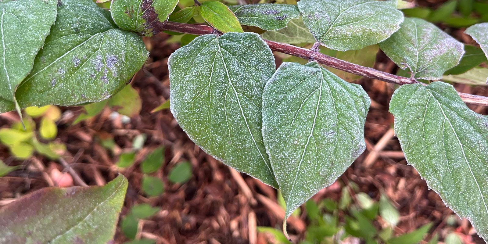 Miten tunnistaa hedelmällisimmät oksat?