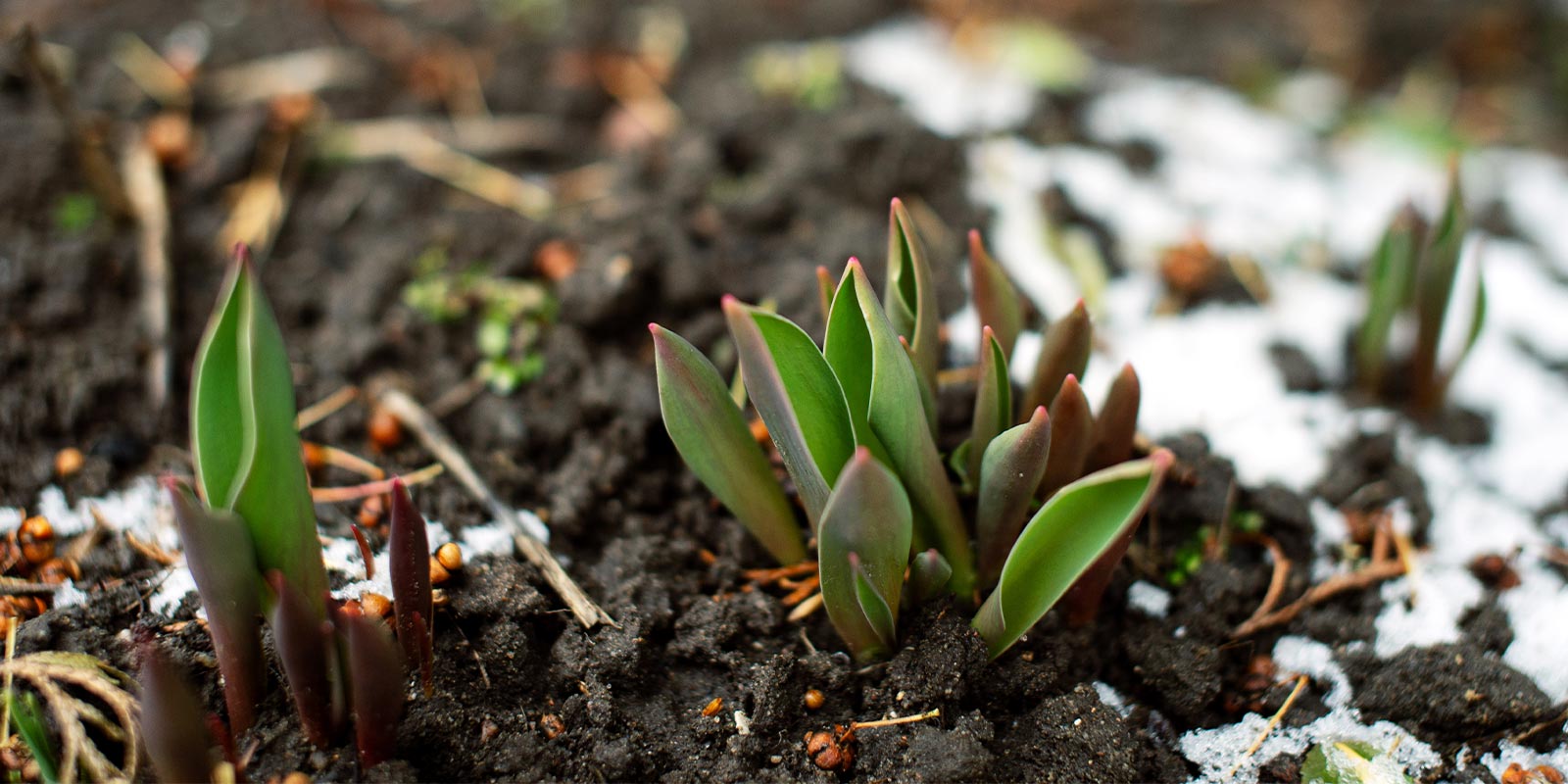 Kevätpuutarhahommia